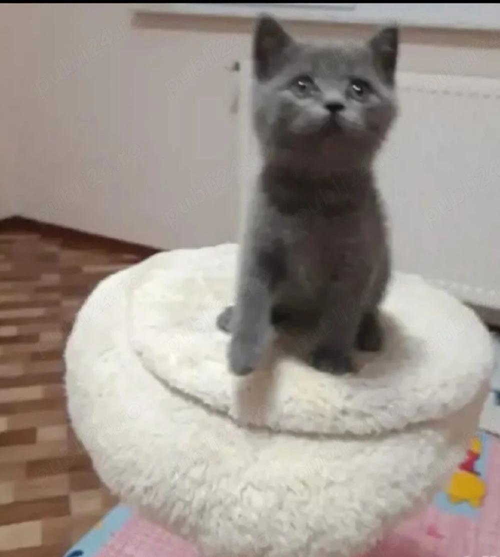 Albastru rusia,asigur transport!