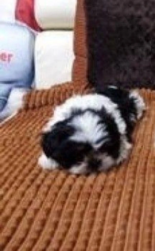 shih tzu de rasă pură talie mică ajut cu transport în țară contra cost 