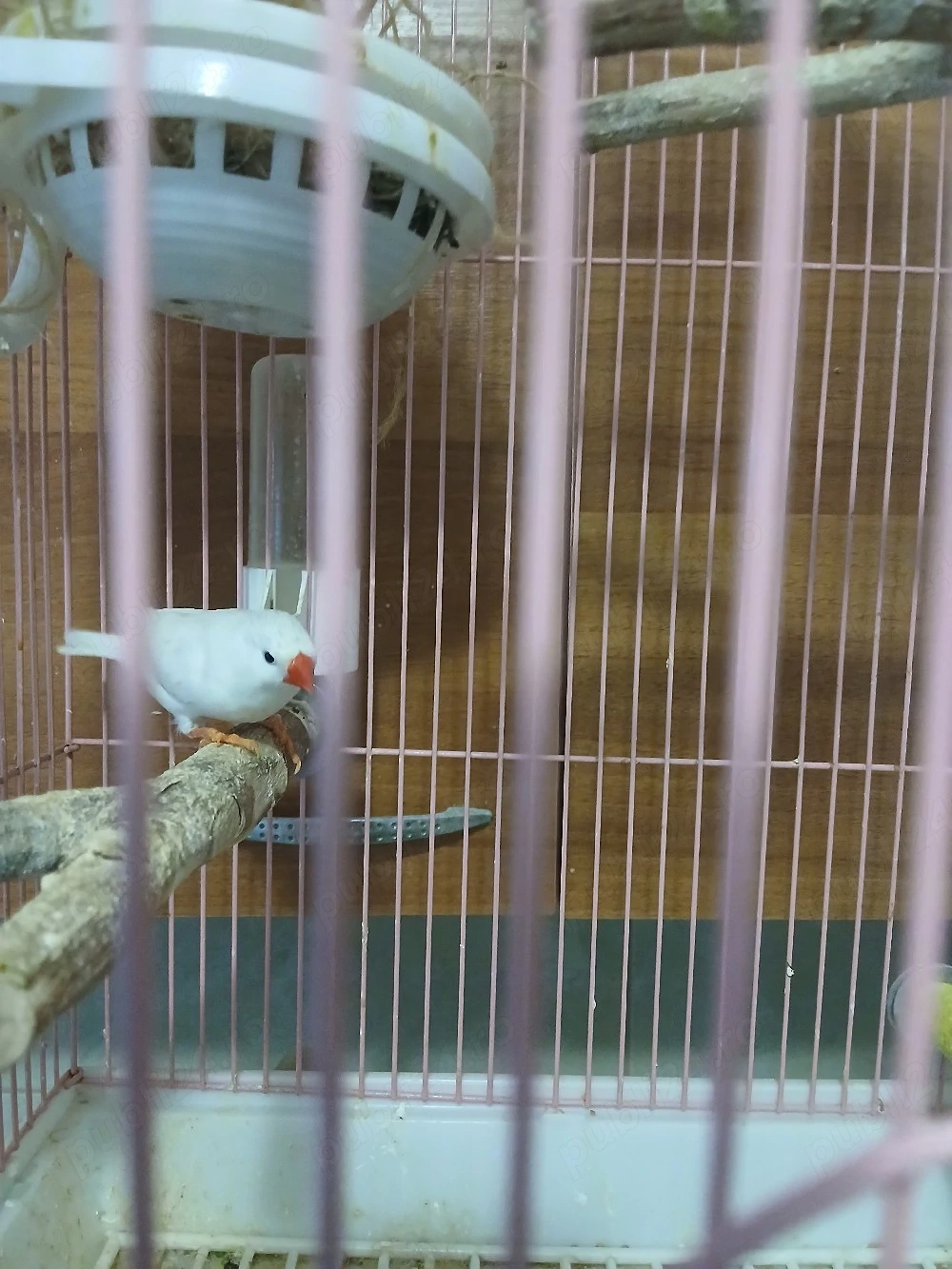 Papagali Rosella, Nimfe si Micul Alexander
