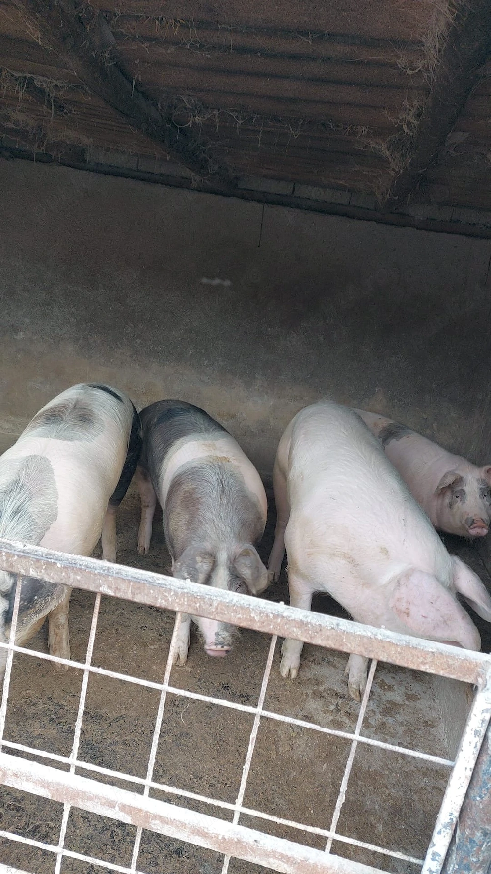 Porci de vanzare 15 lei kg - pret fix