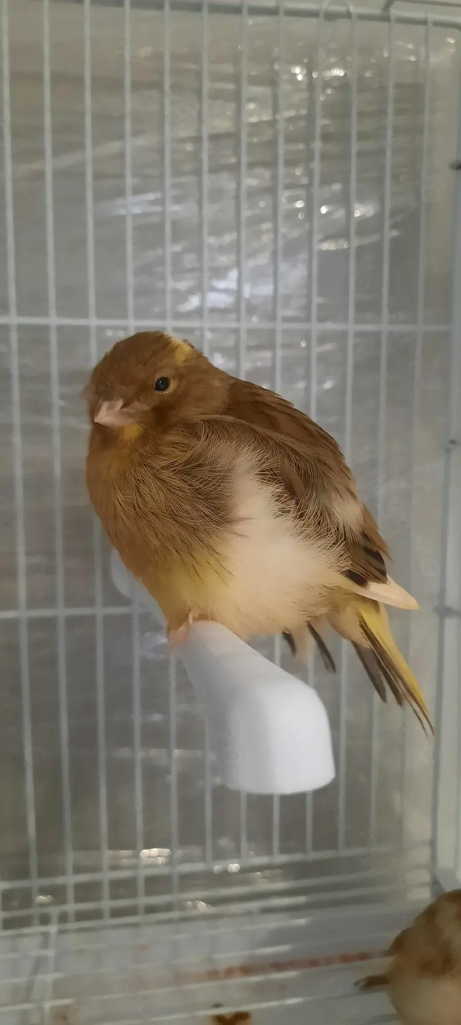 Canari tineri de vanzare