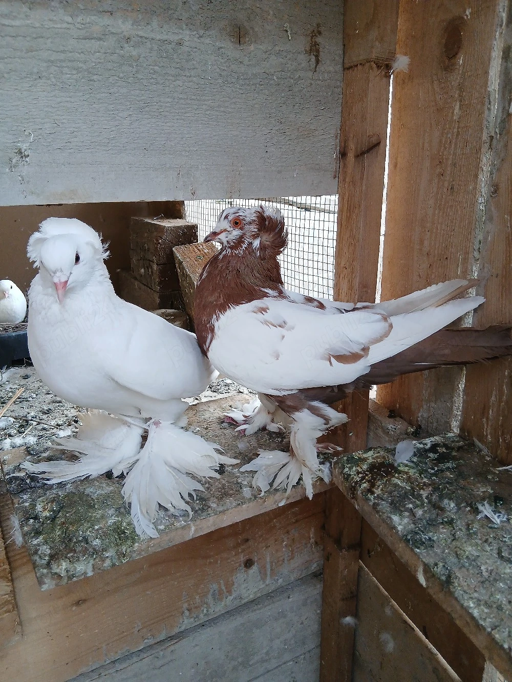 De vanzare,o pereche de porumbei uriasi maghiari 