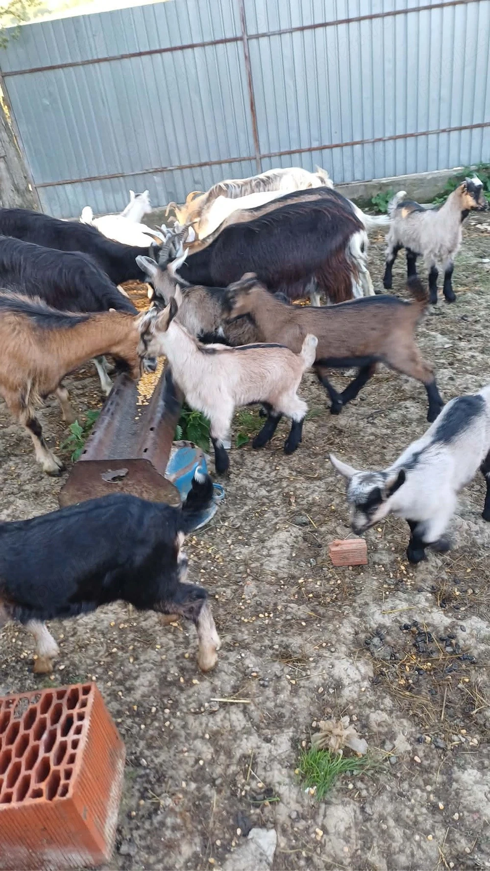 Capre de vanzare si iezii 