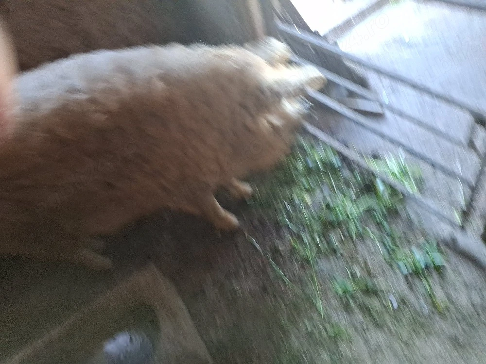 Porc mangalita pentru sacrificat 