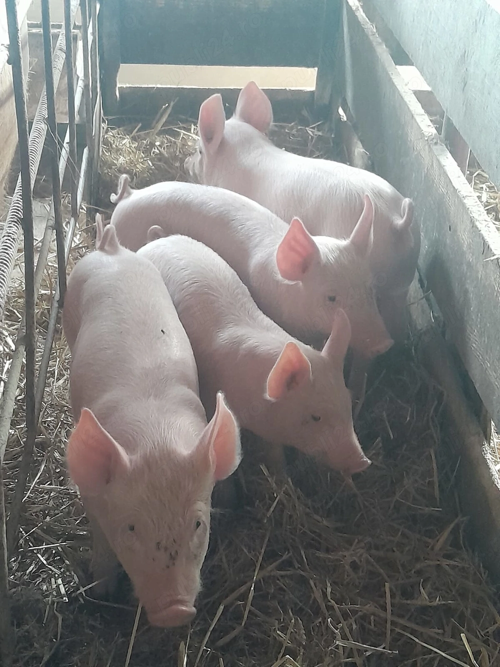 Vand purcei Marele alb si Landrace