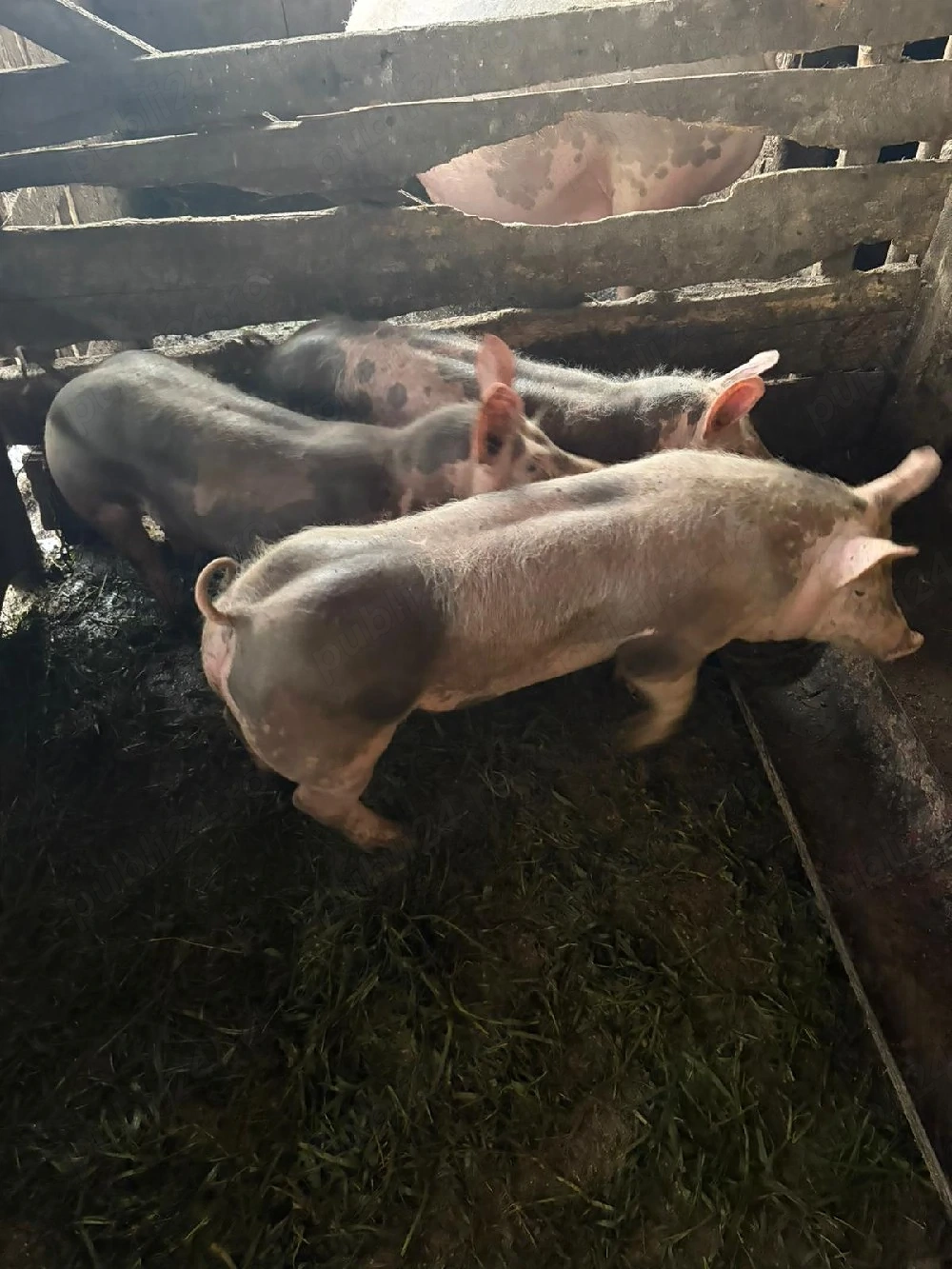 porci petrean de rasa 