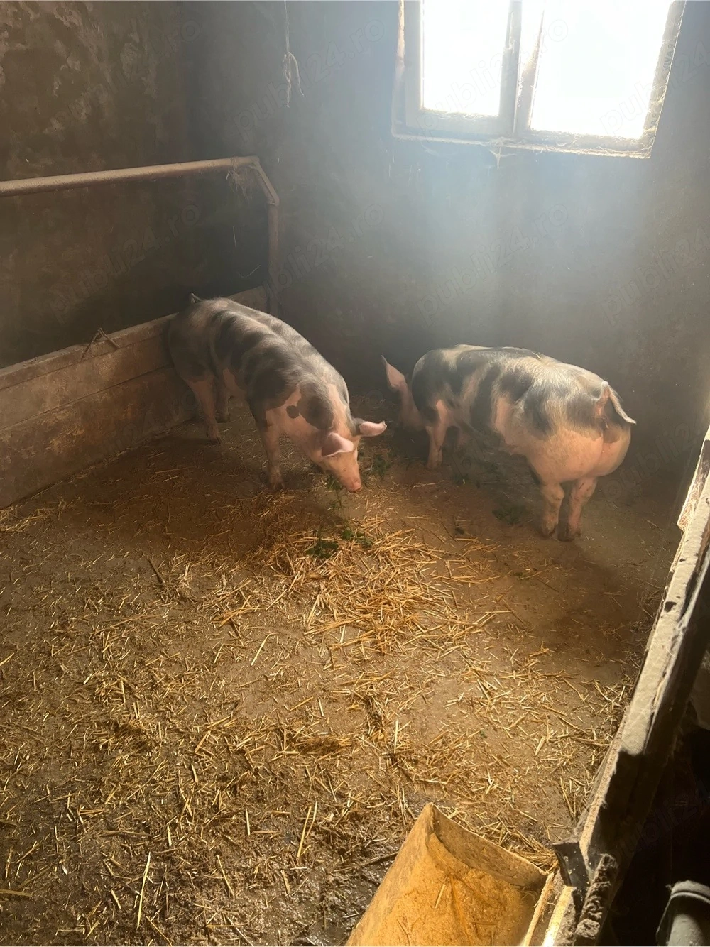 de vinzare 2 scrofite rasa pitrean 80-90 kg