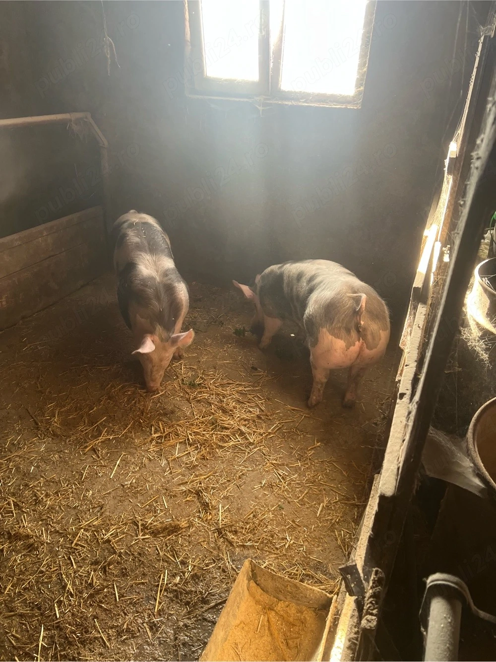 de vinzare 2 scrofite rasa pietrean 80-90 kg 