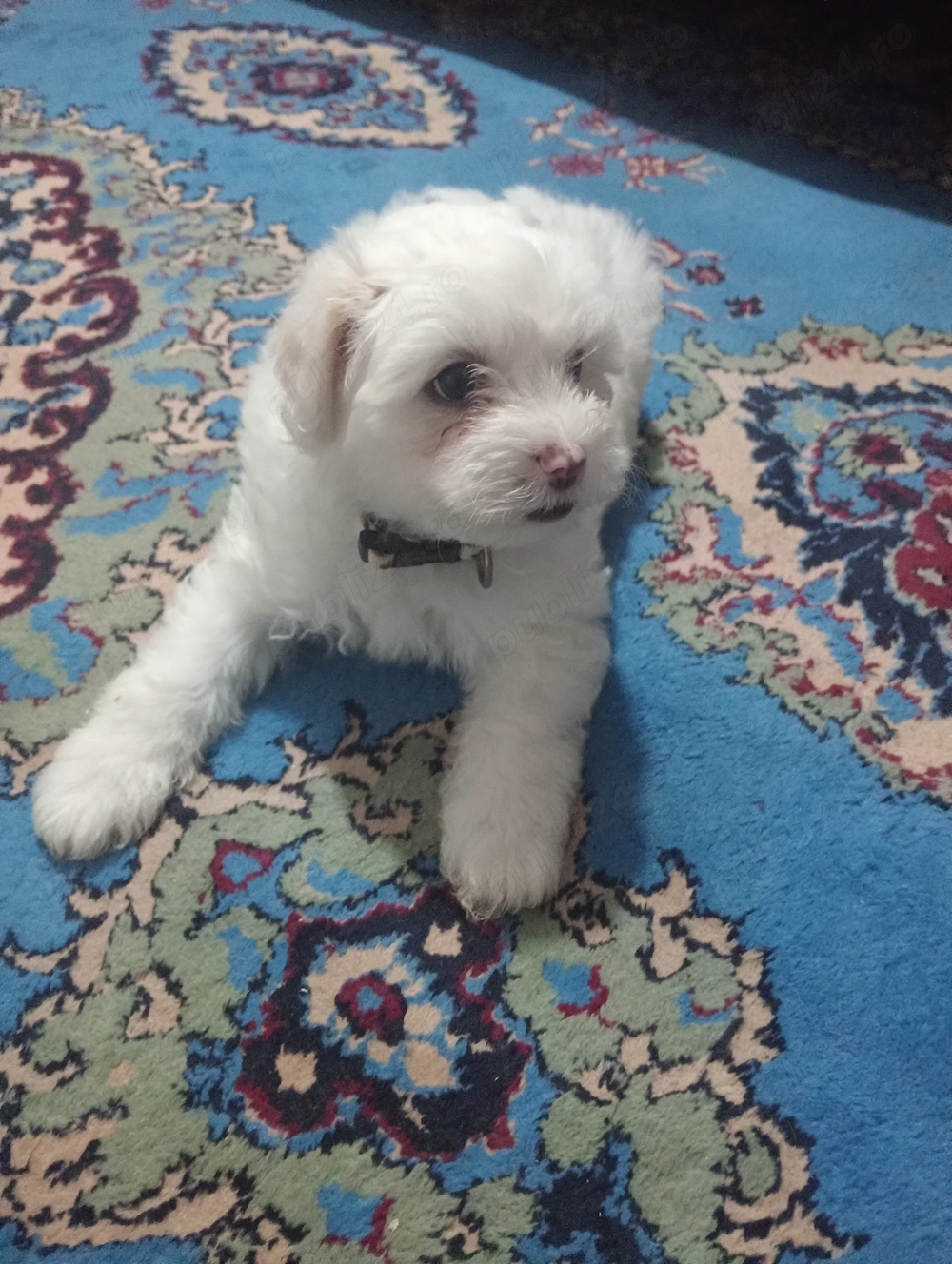 Caut familie (fetițe)