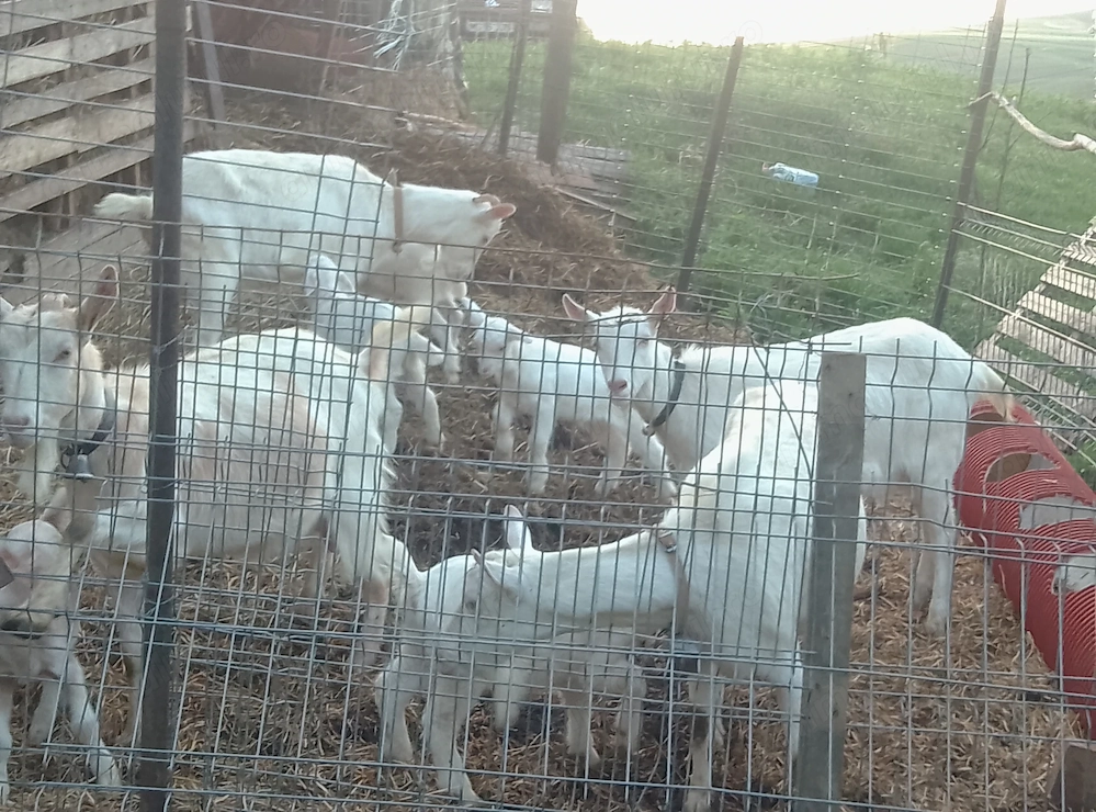 Vand 4 capre si 5 iezi 