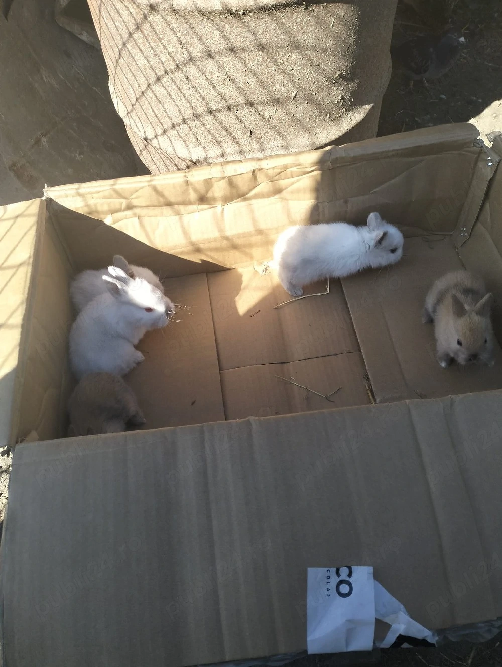 Disponibil iepuri mici