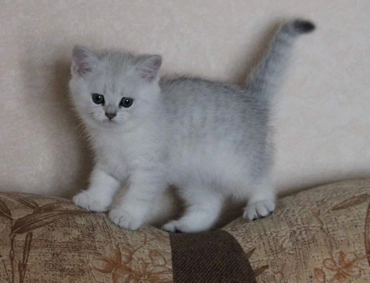 British Shorthair chinchila 
