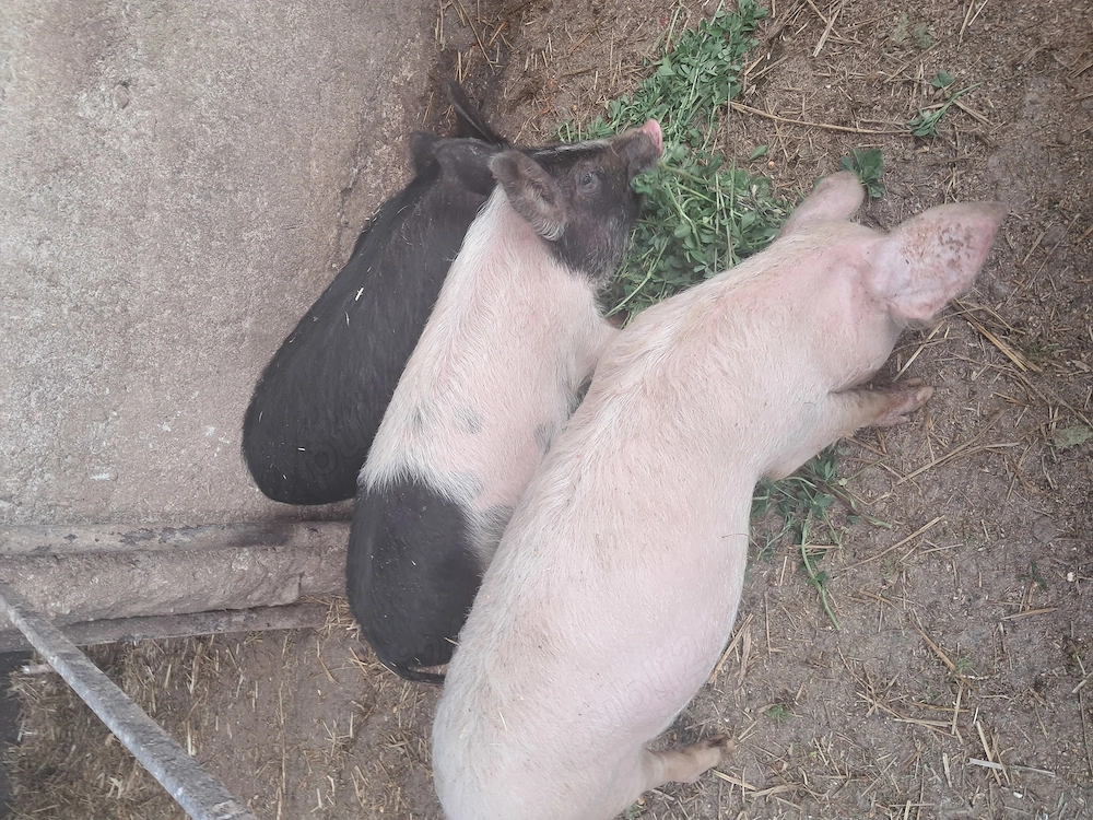 Vand purcei in beltiug 