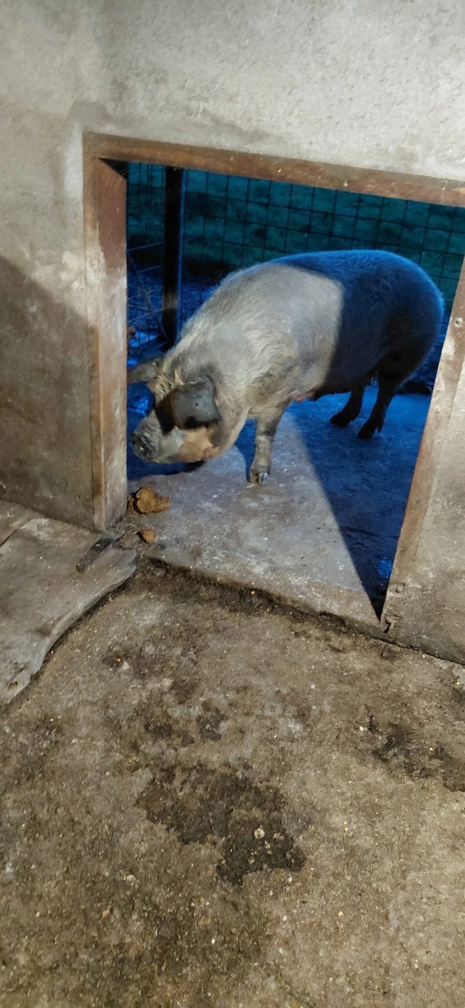 Vand scroafă pentru sacrificat .