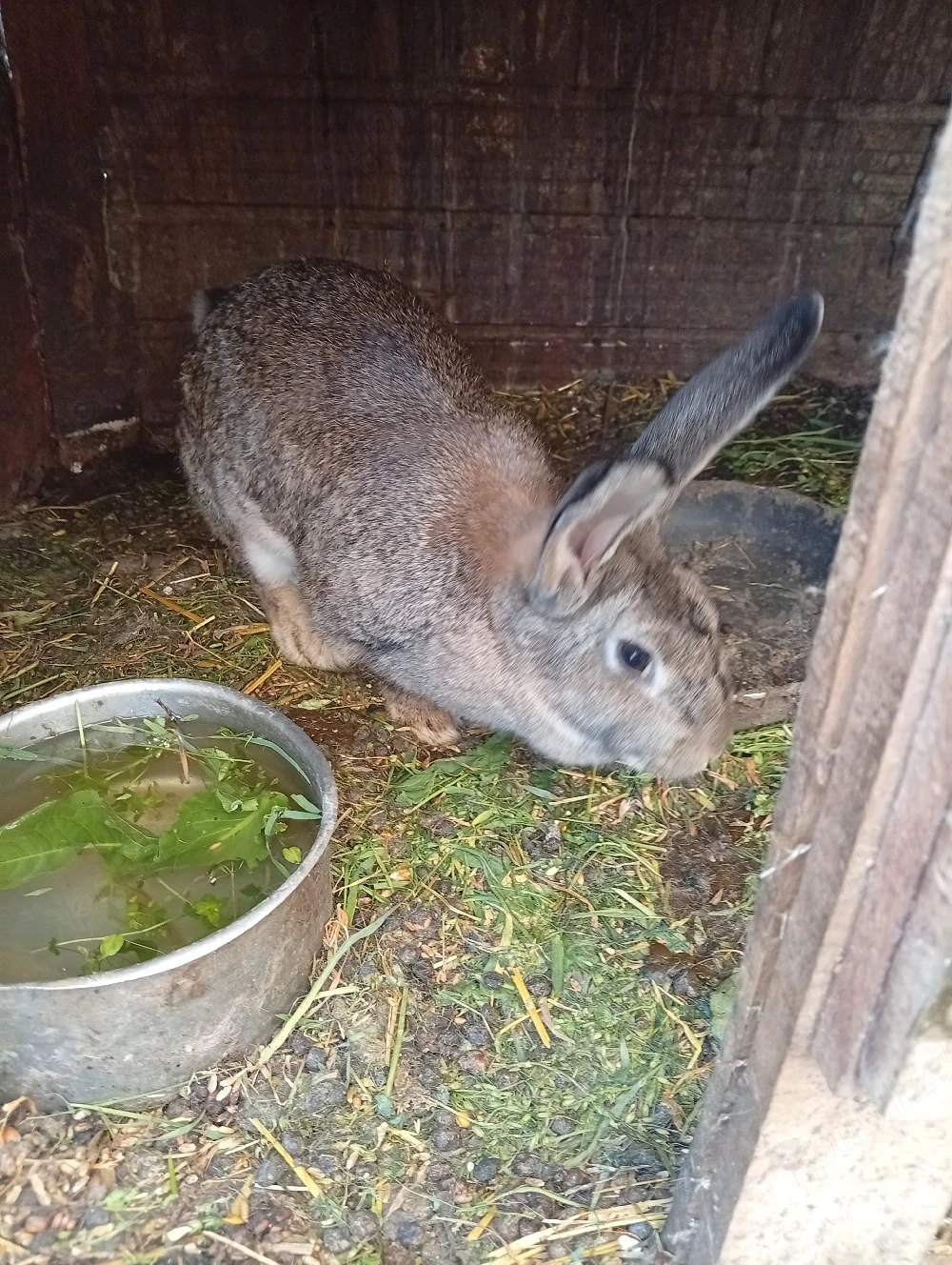 avem si masculi si femele dela uriasi german semi olandezi  avem si pui 