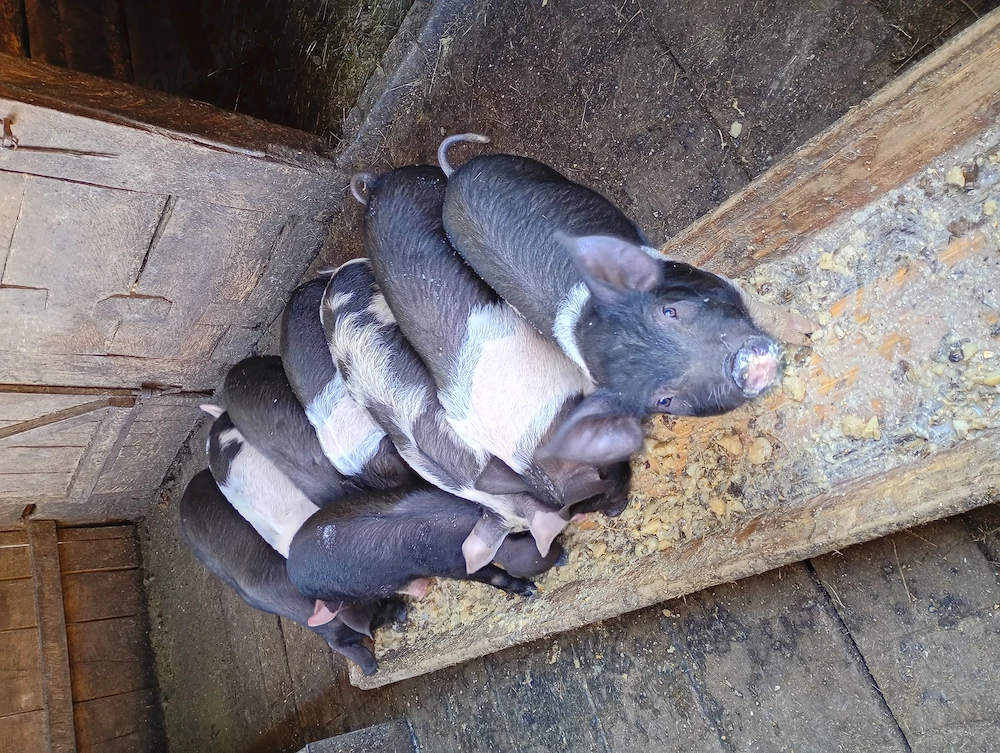 purceluși bazna de vanzare