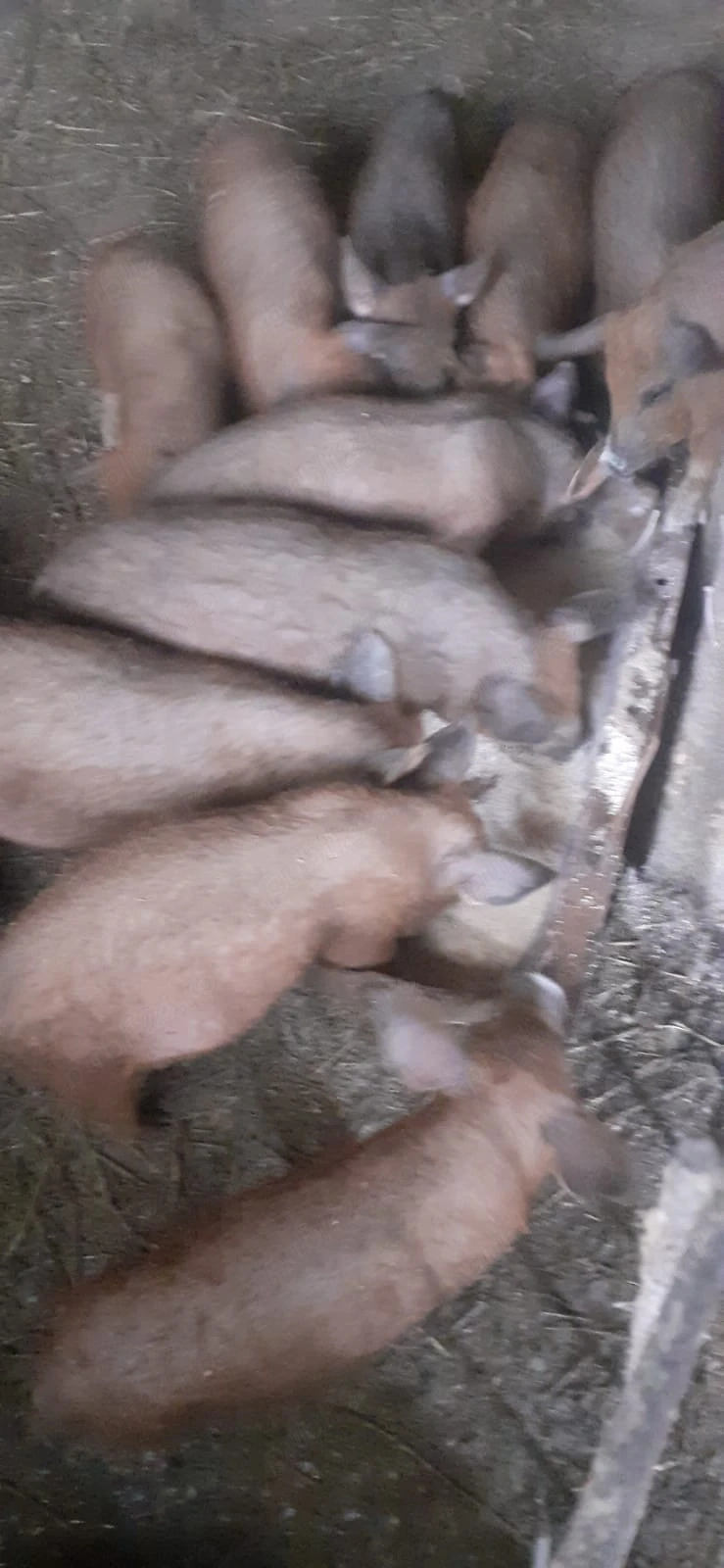 Purcei mangalița 2-3 luni 