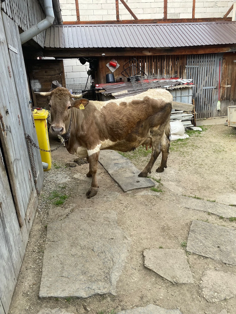 Vaca de vânzare cu vițel nr. tel.  