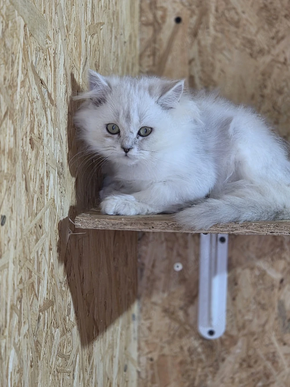 British longhair silver