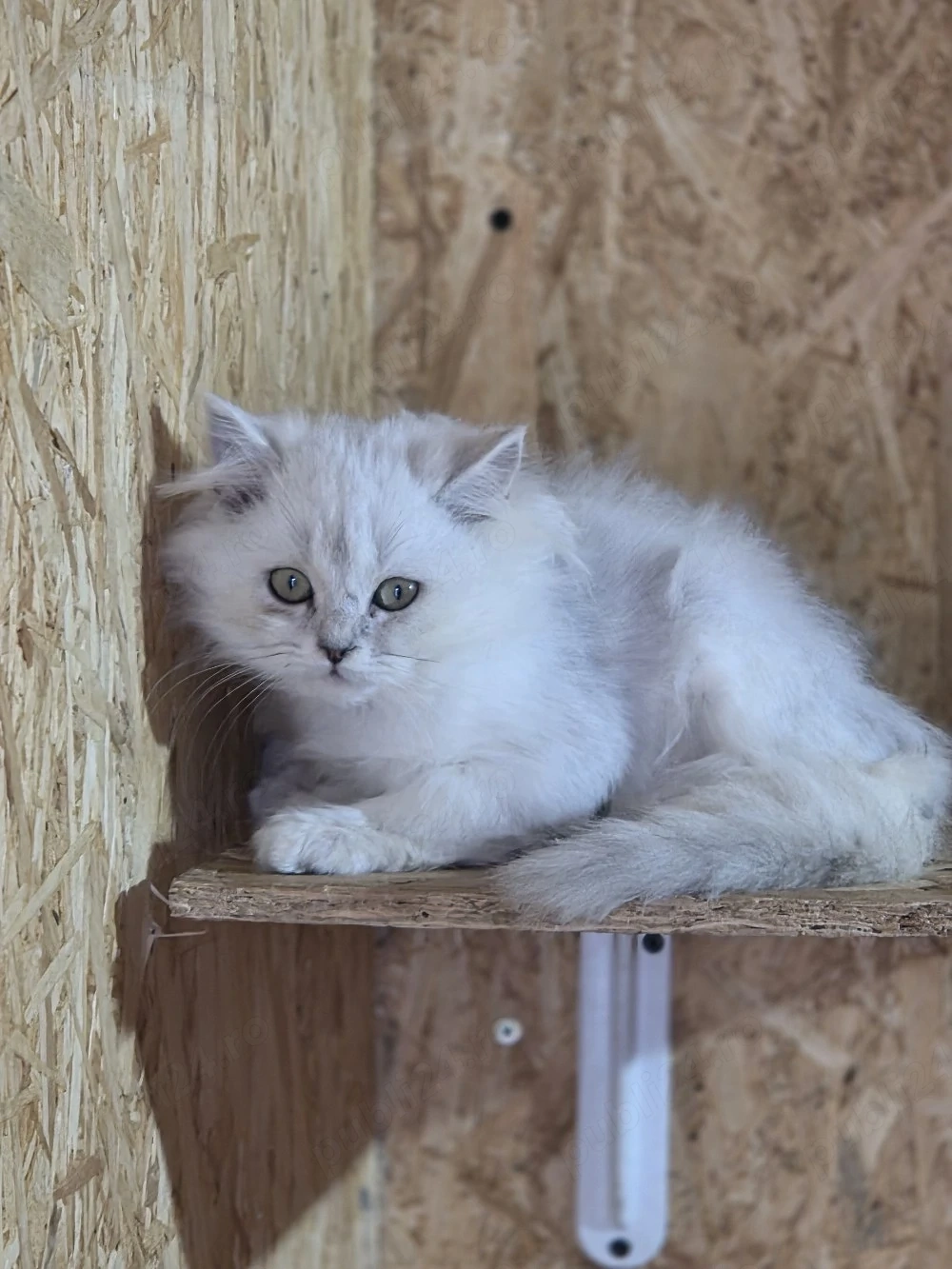 British longhair silver