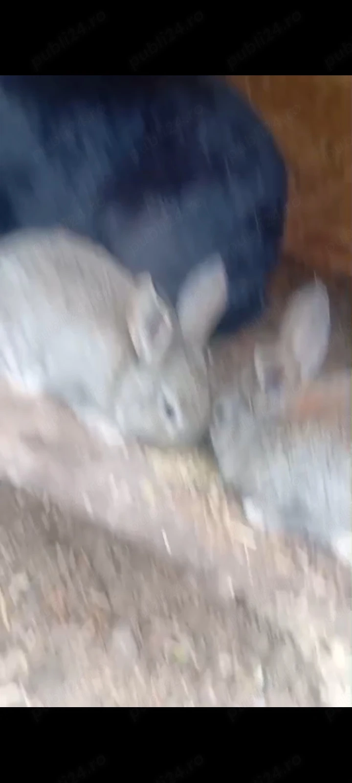 iepuri uriasi german