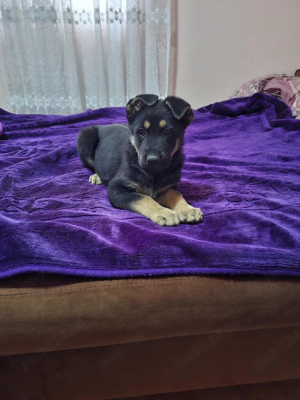 Ciobanesc german 6 saptamani