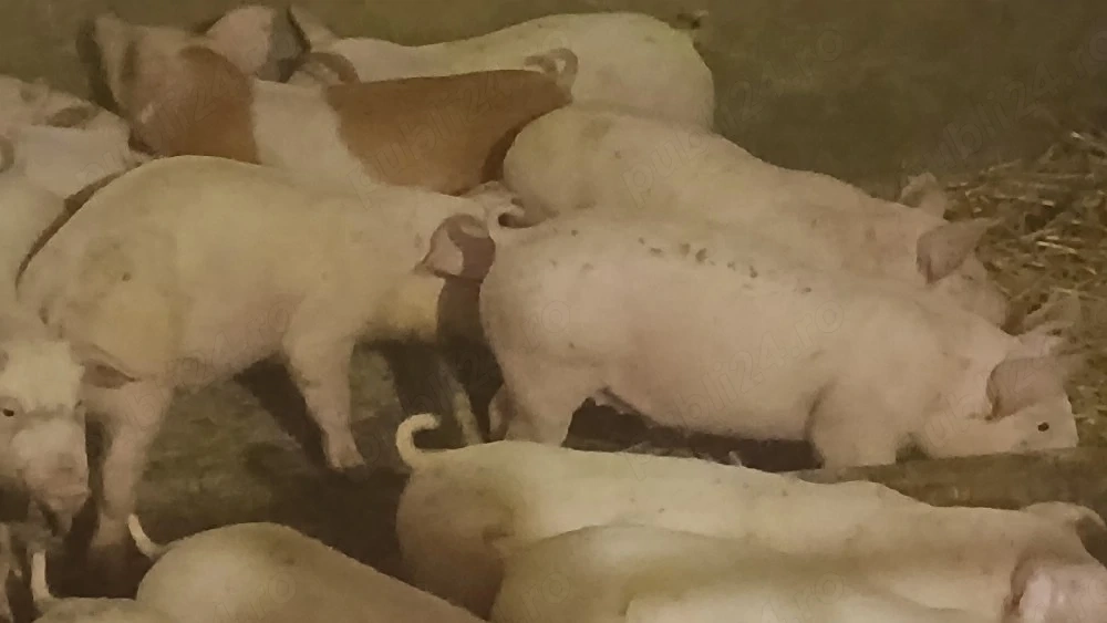 soldani 35 kg rasa pik