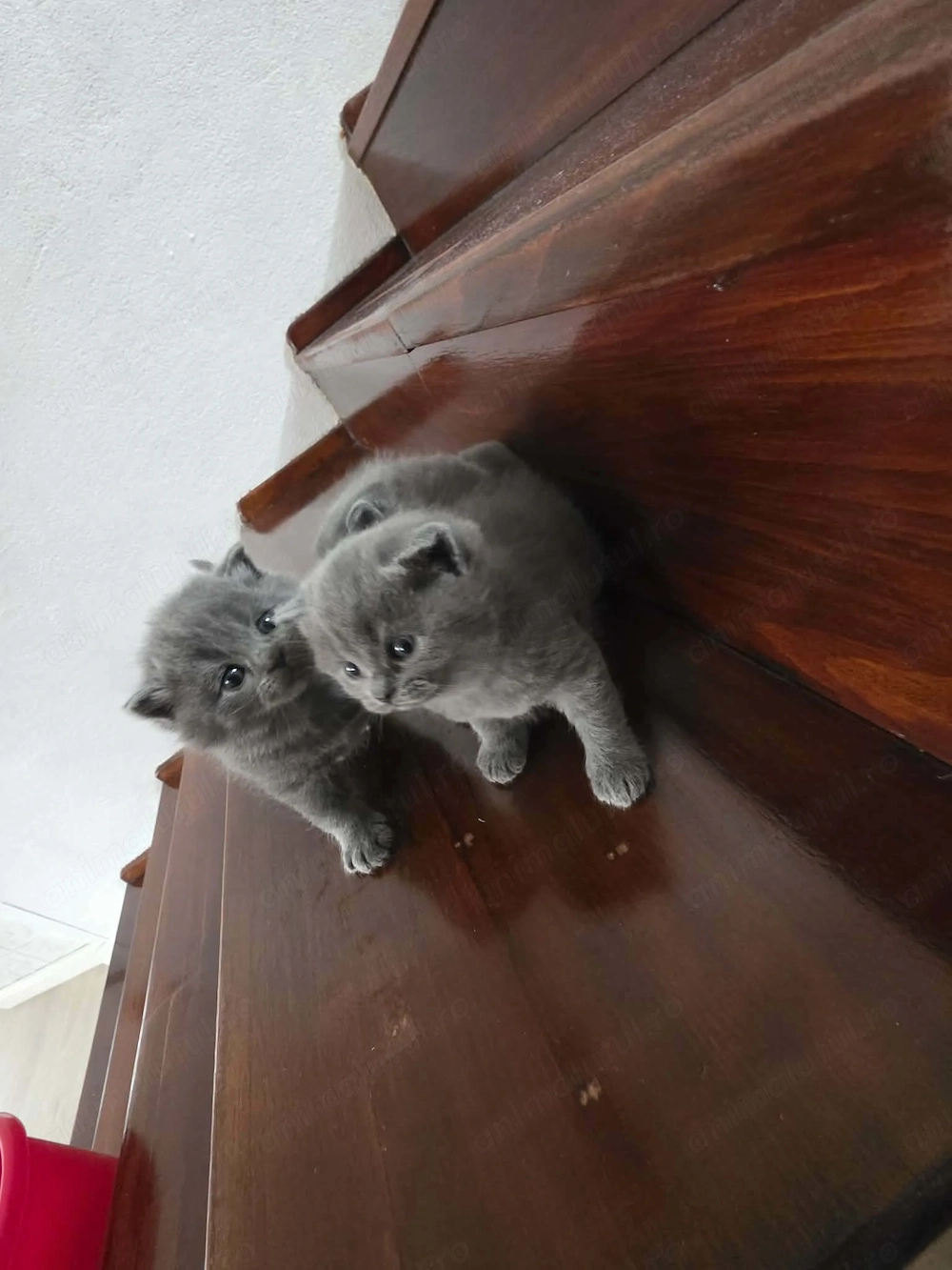 De vanzare 3 puiuti british shortair 