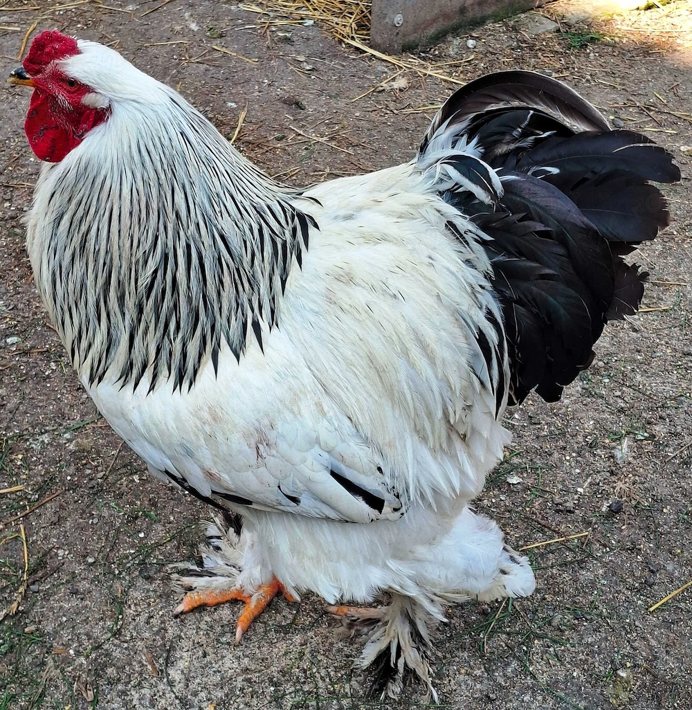 Cocos Brahma HD reproducator talie mare