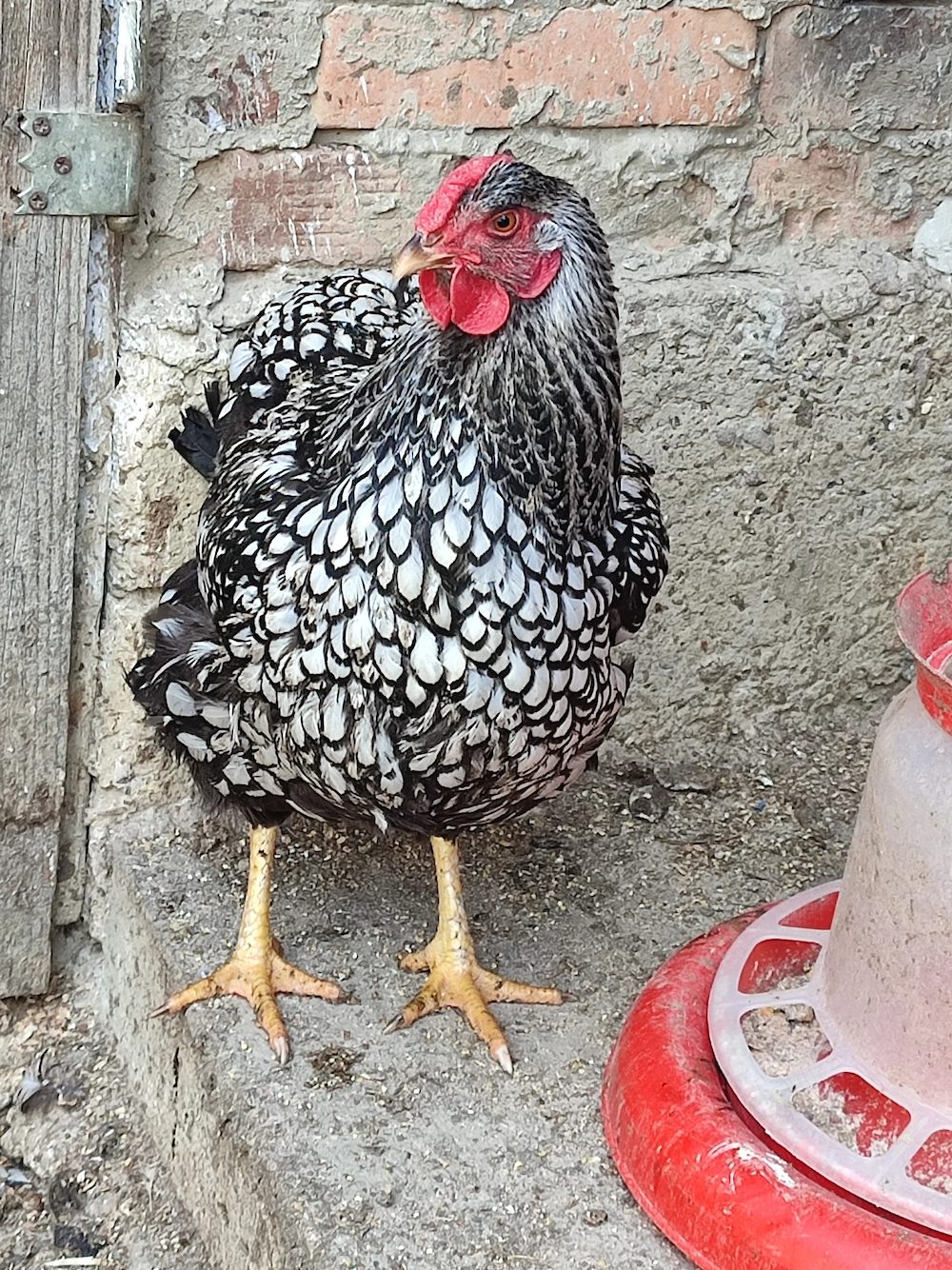 Oua de găini wyandotte pentru incubat