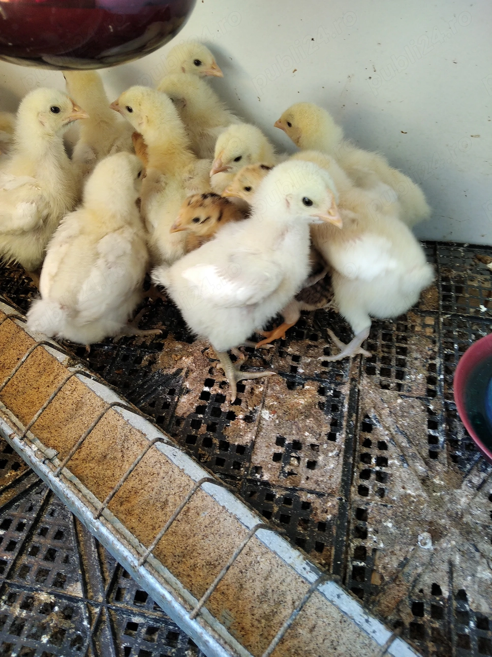 Oferta:36 pui de gaina de 7 zile:17La Bresse;8Jersey giant;10Sussex Portelan