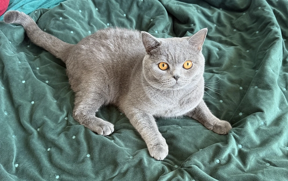 British Shorthair mascul, 1 an, castrat