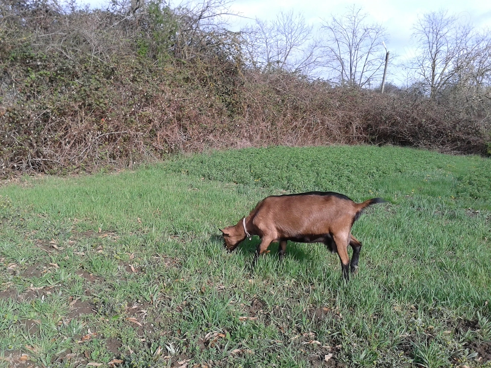 Capra Alpina Franceza 