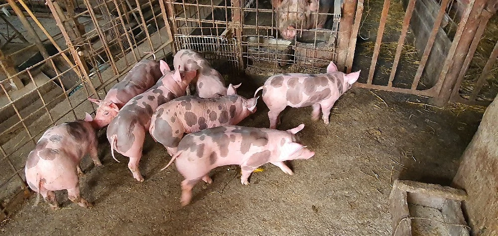 purcei 7 saptamini rasa pietrain