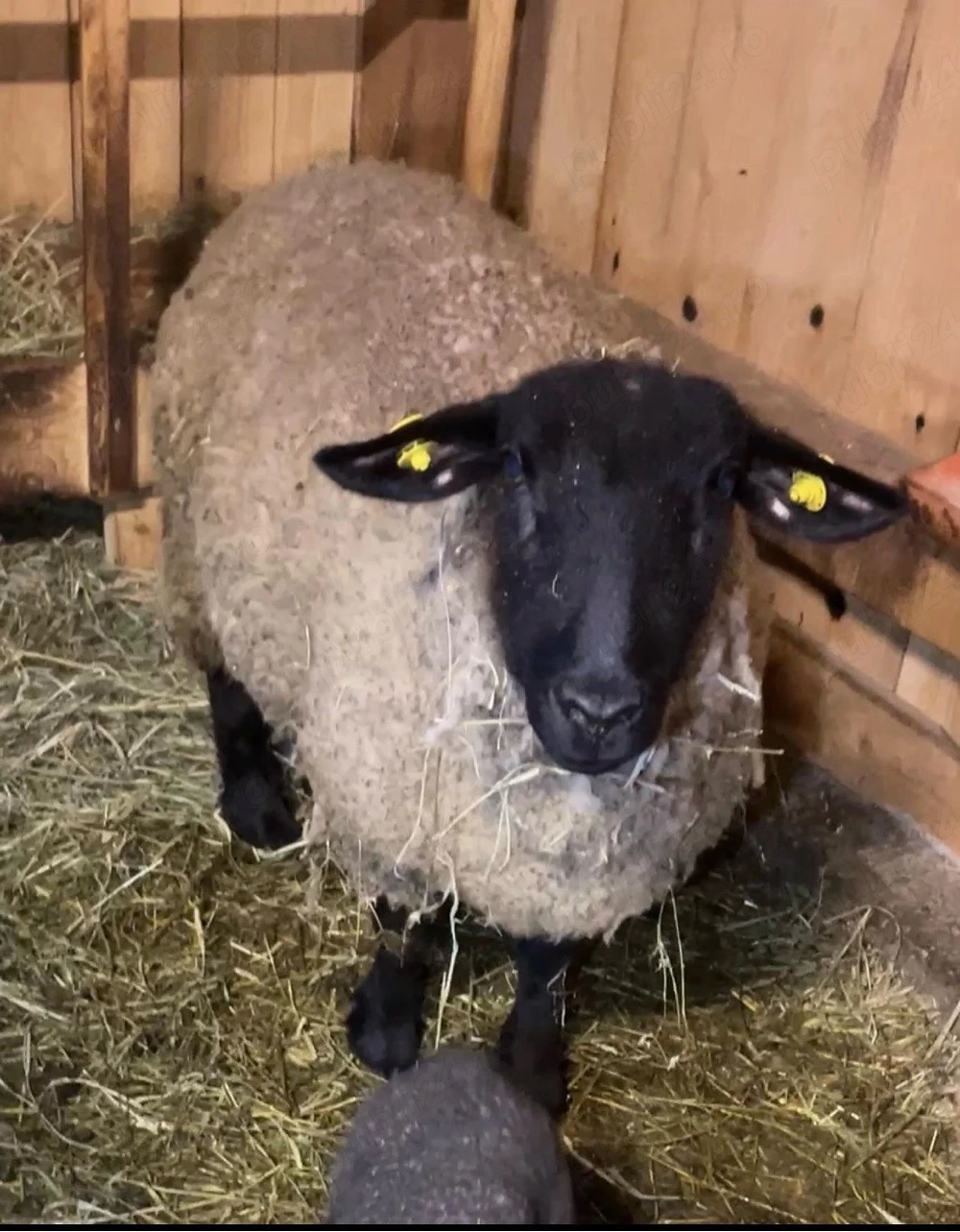 oi suffolk de vanzare