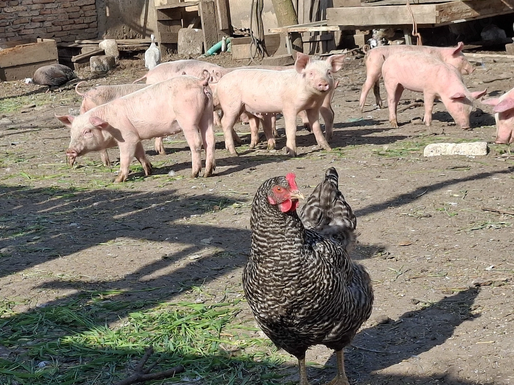 Vând purcei monta Landrace și purceaua Pic