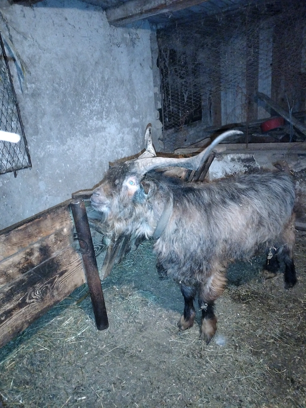 Vand capră și țap pentru sacrificare 