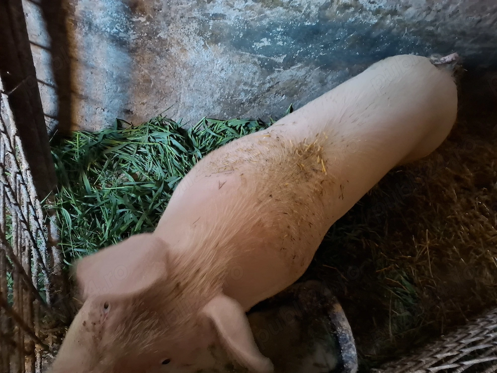 Vând porci la 100 kg