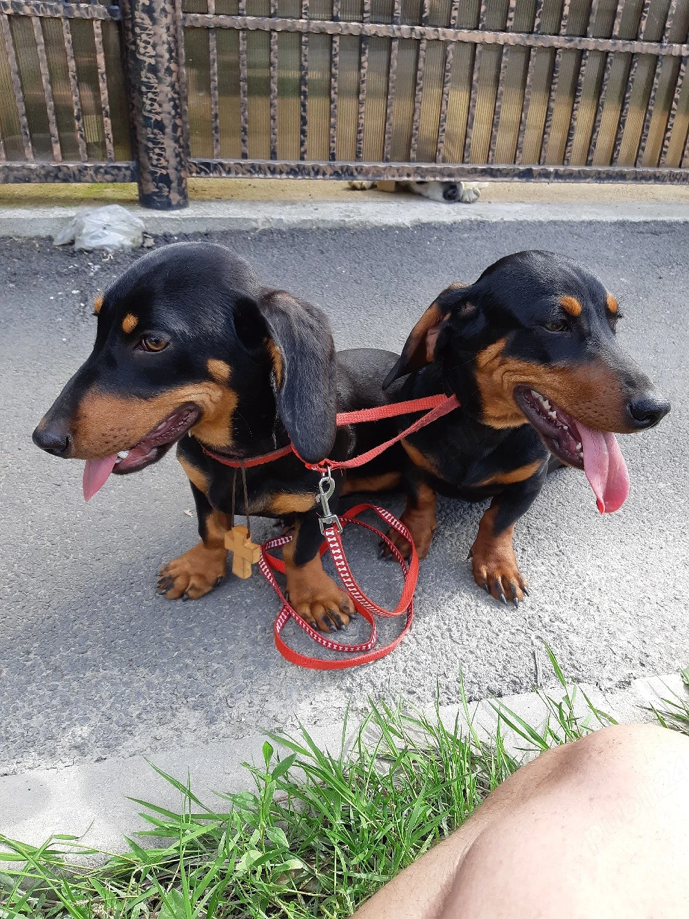 Teckel pitic , rasa pura