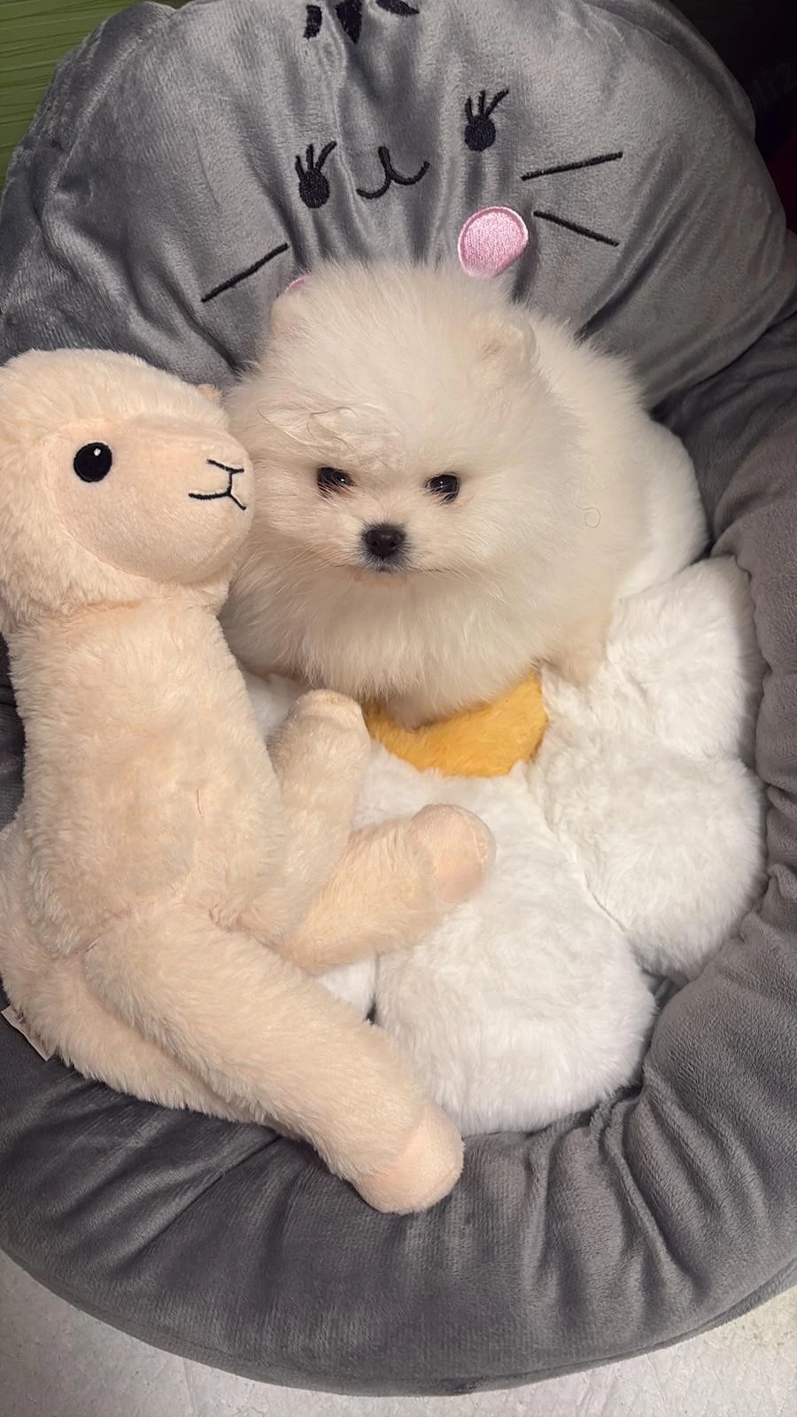 pomeranian talie mică