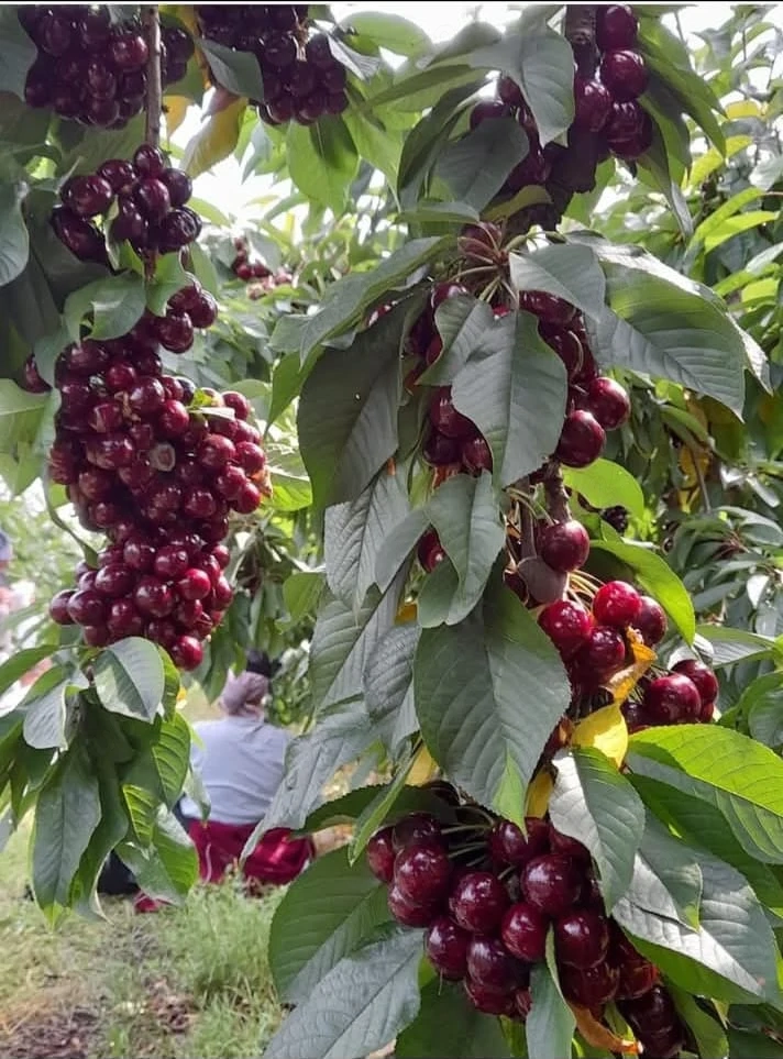 Munca la cules de cirese spania