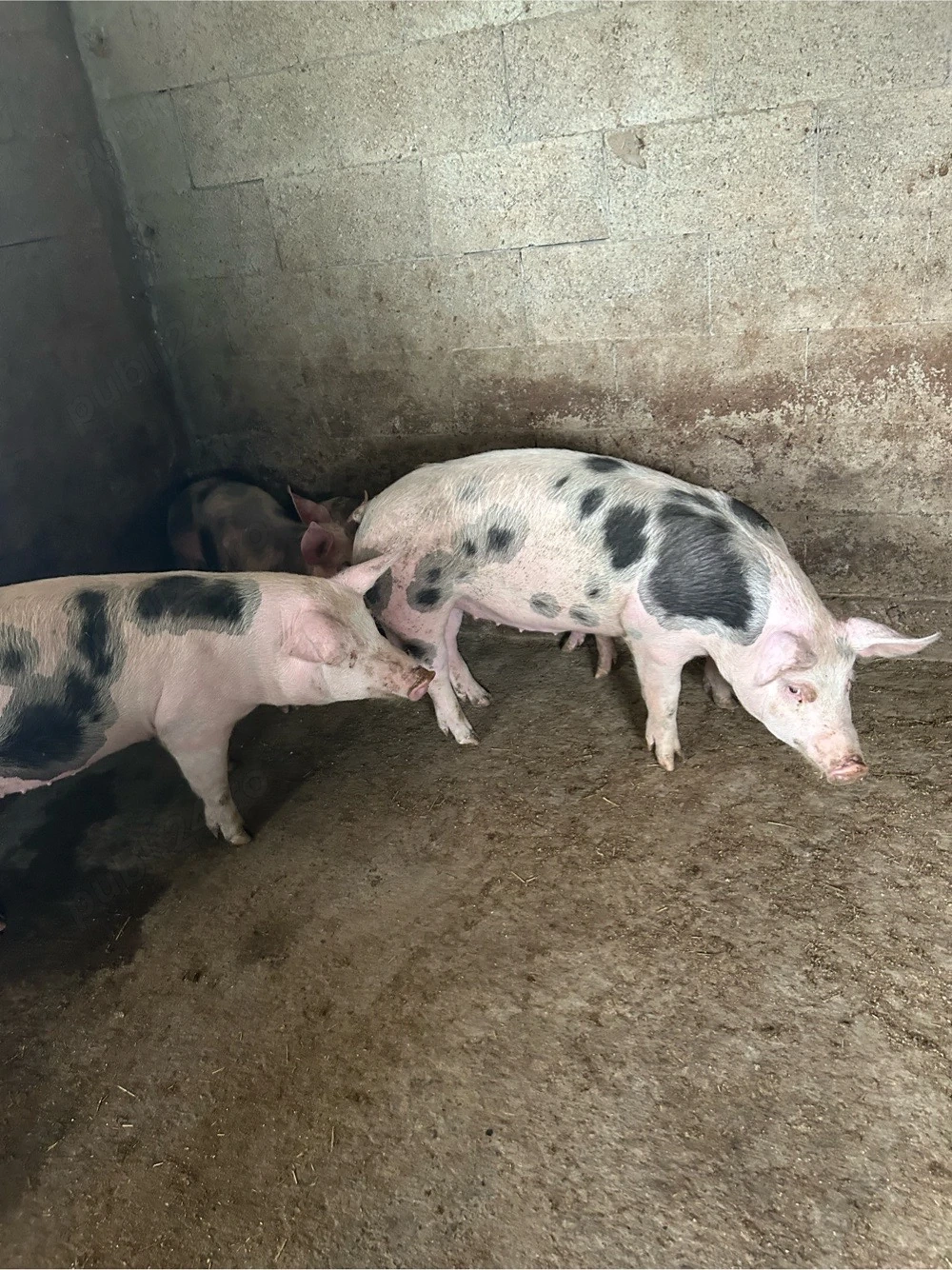 de vanzare 2 purcele 