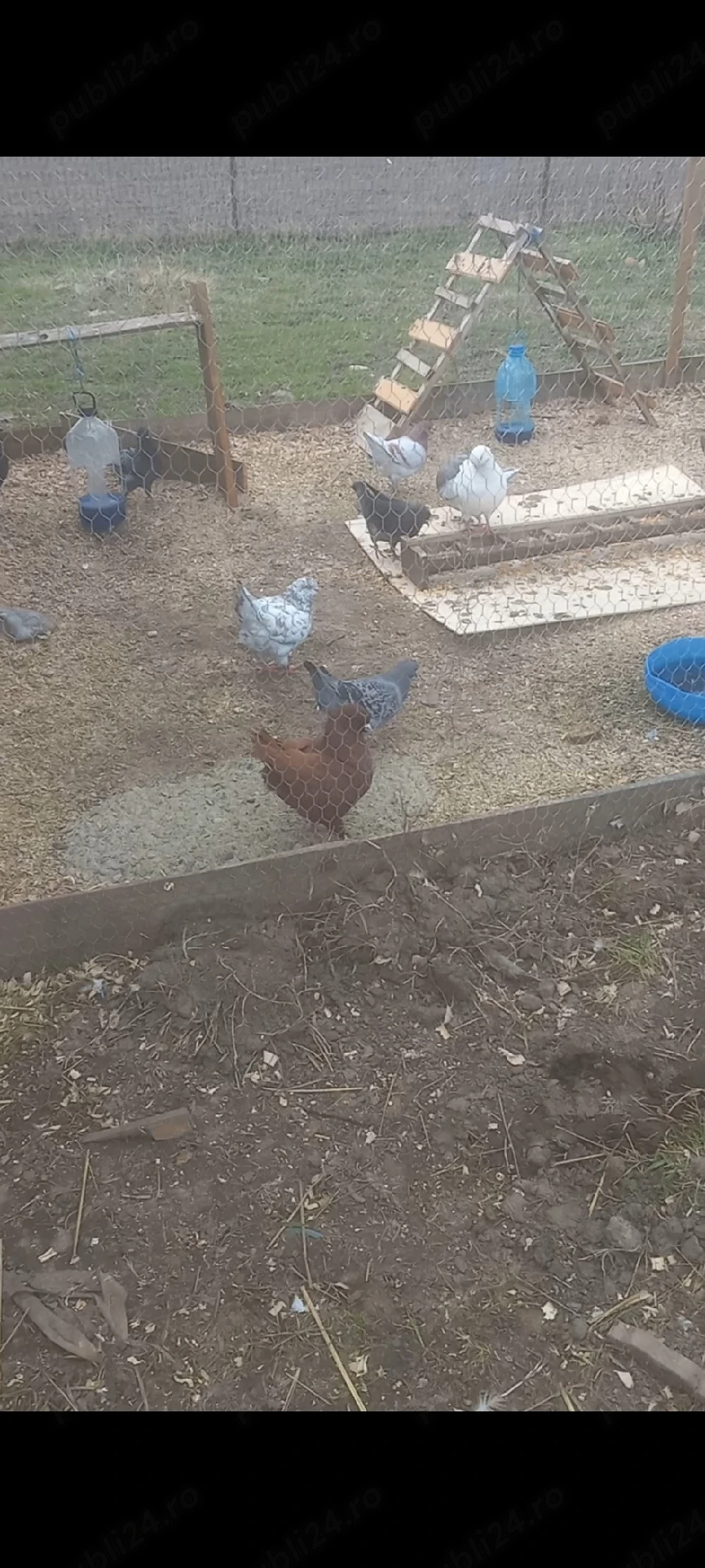 disponibilii kingi linia nouă detalii la telefon  