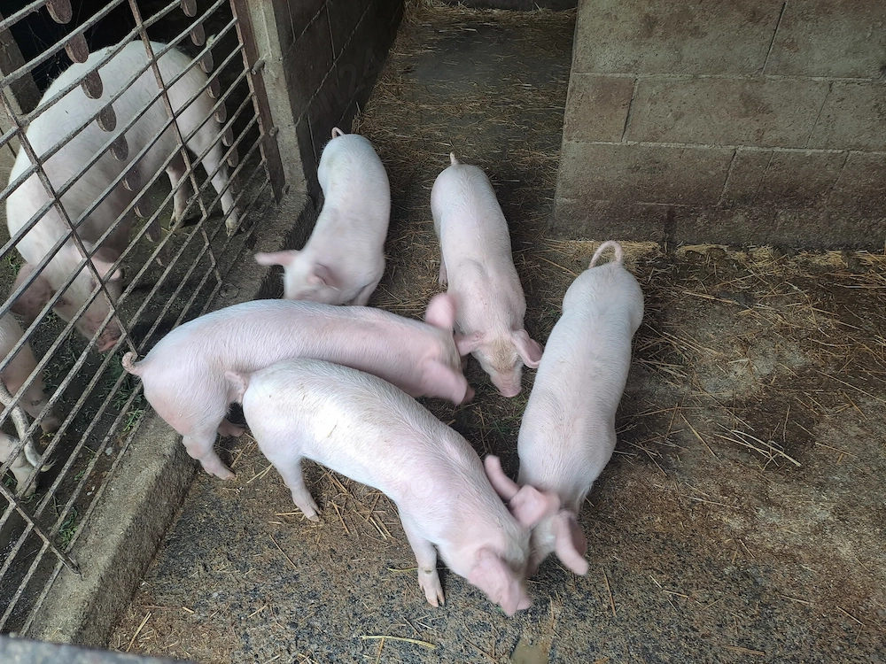 Purcei de 8 saptamani