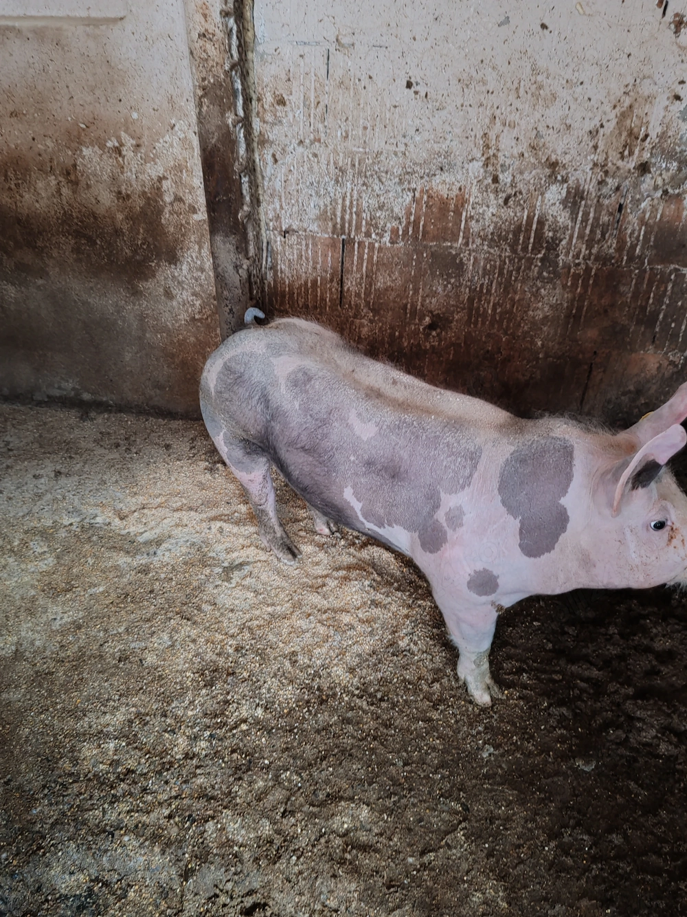 Scrofița pietrain belgian 