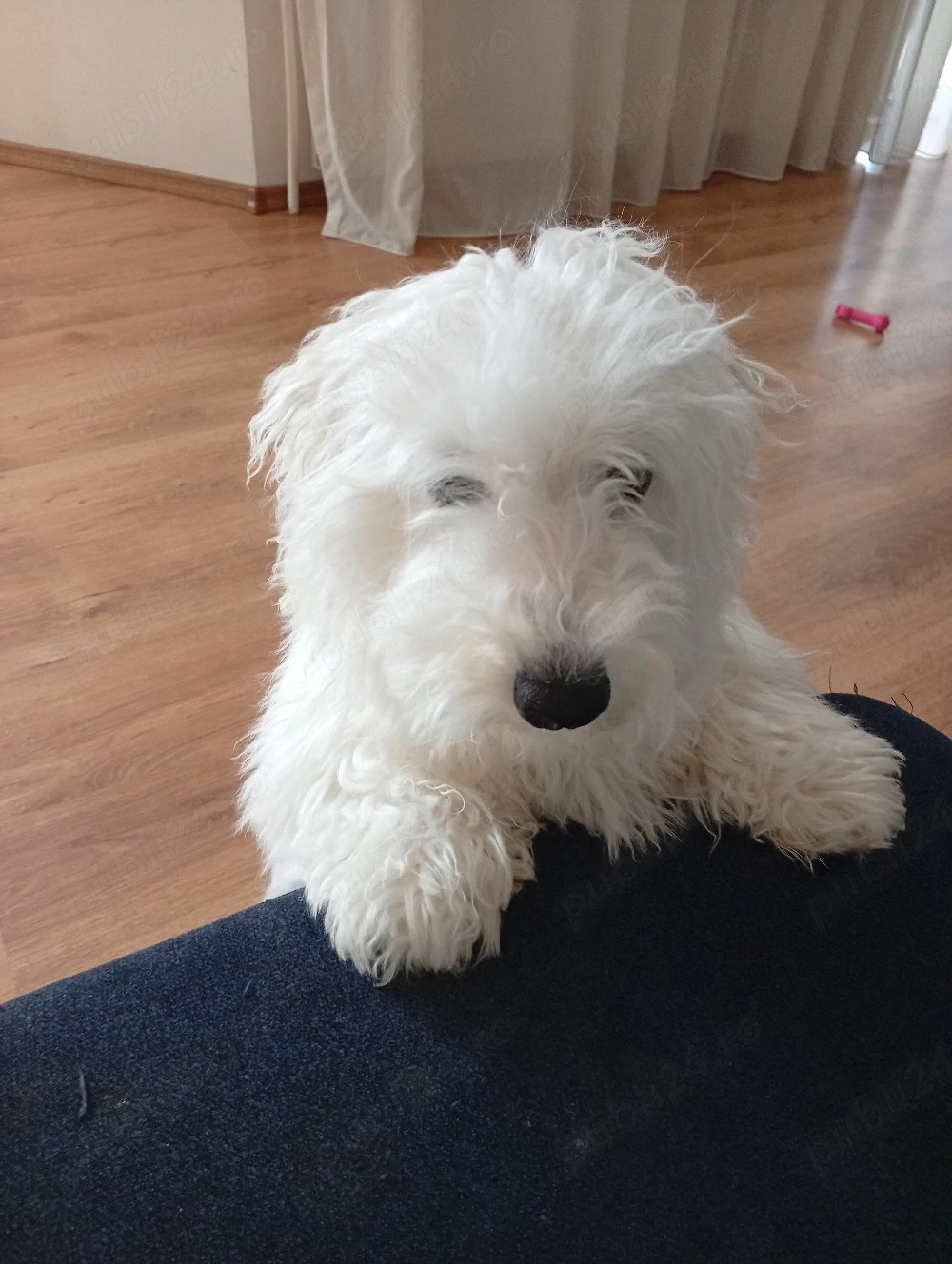 Vand Bichon Maltez talie mica