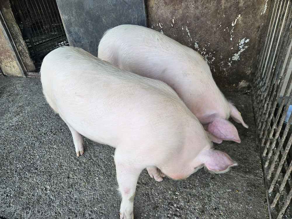 Vând o purcică 80-90 kg