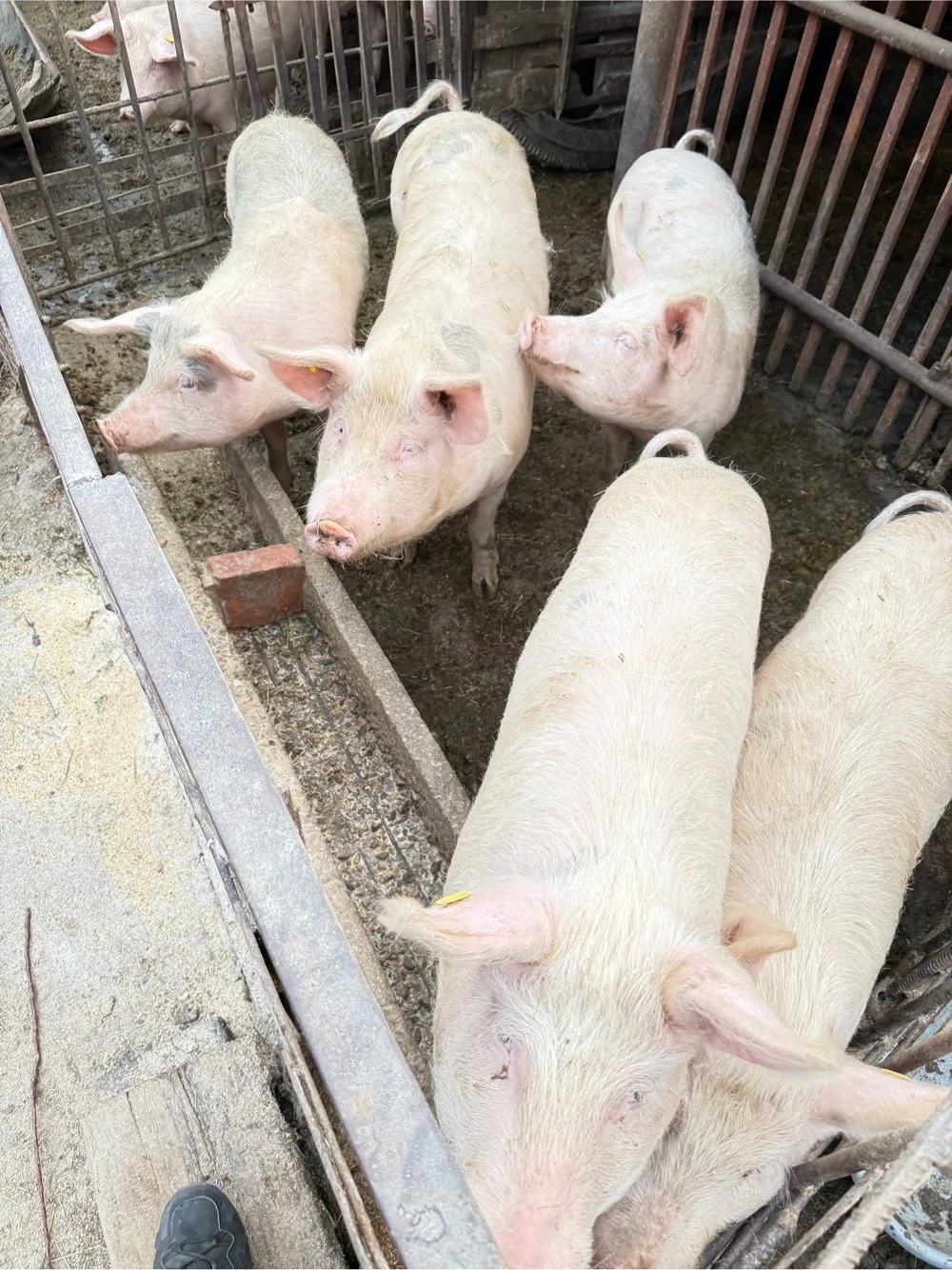 vand porci de vanzare