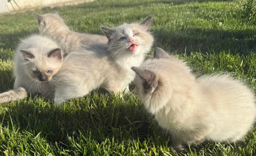 Puiuti ragdoll 8 saptamani isi cauta căsuța noua