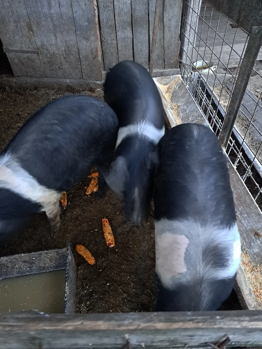 vand 4 grasune de bazna 